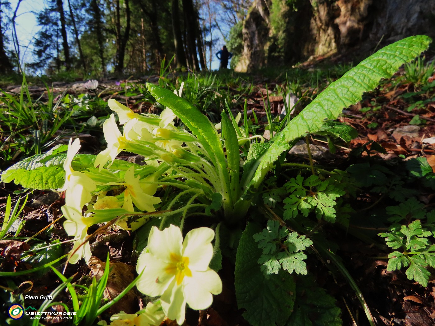 12 Primula vulgaris-Primule.JPG